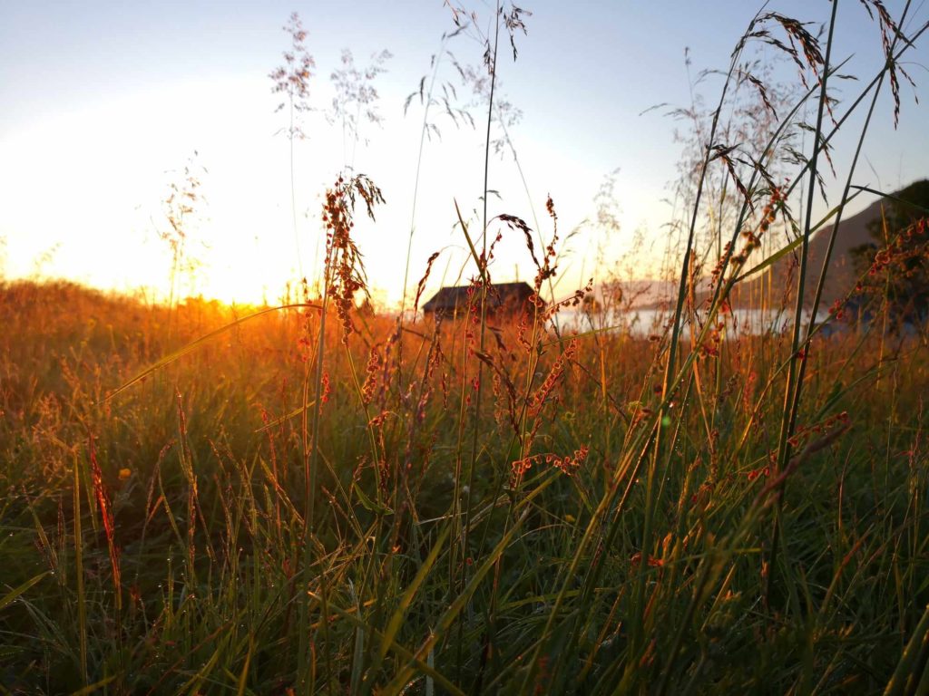 ![Eng i solnedgang – symbol på håp og gjenklang]